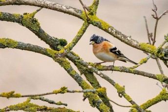 bird-7145813_1280