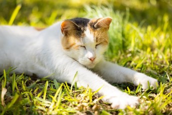 cat-6706354_1280