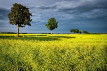 field-of-rapeseeds-7302708_1280