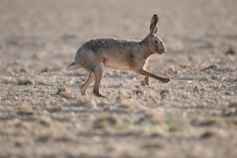 mammal-7092839_1280