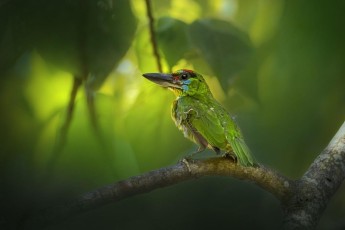 red-throated-barbet-6978712_1280